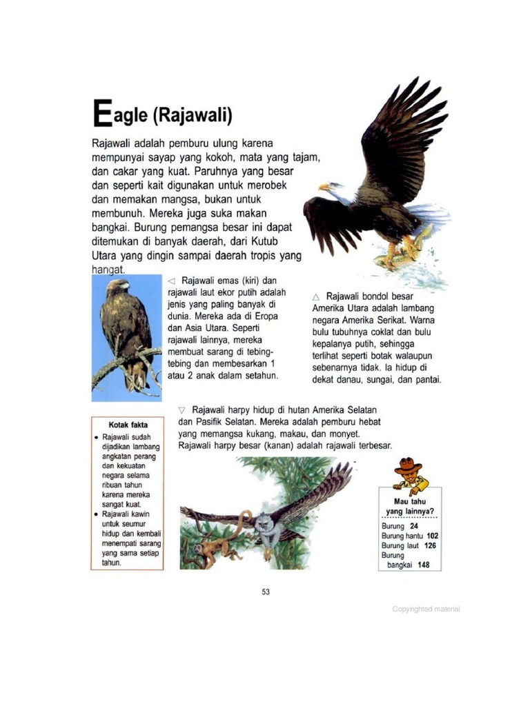 Rajawali PDF | PDF