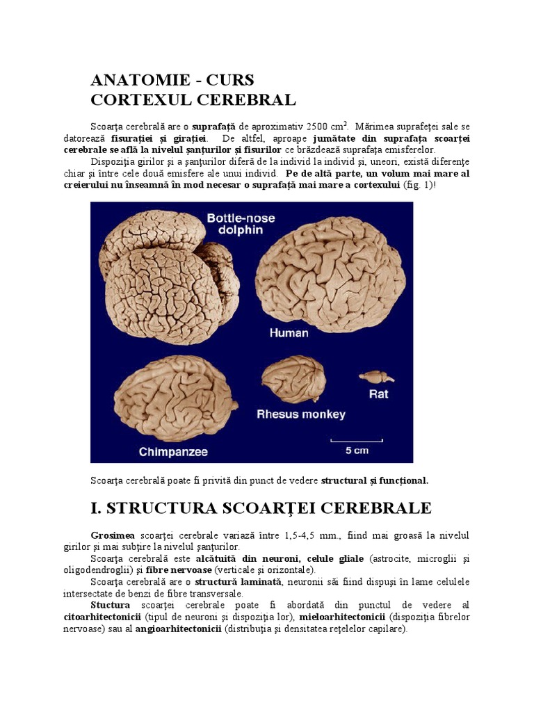 Arii Corticale Nou. | PDF