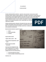 Curs Anatomie 6