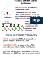 Is Located On The Transfer RNA (tRNA) Shape at One End and Carries The Three Letter Code of The On The Other End Codon Anticodon