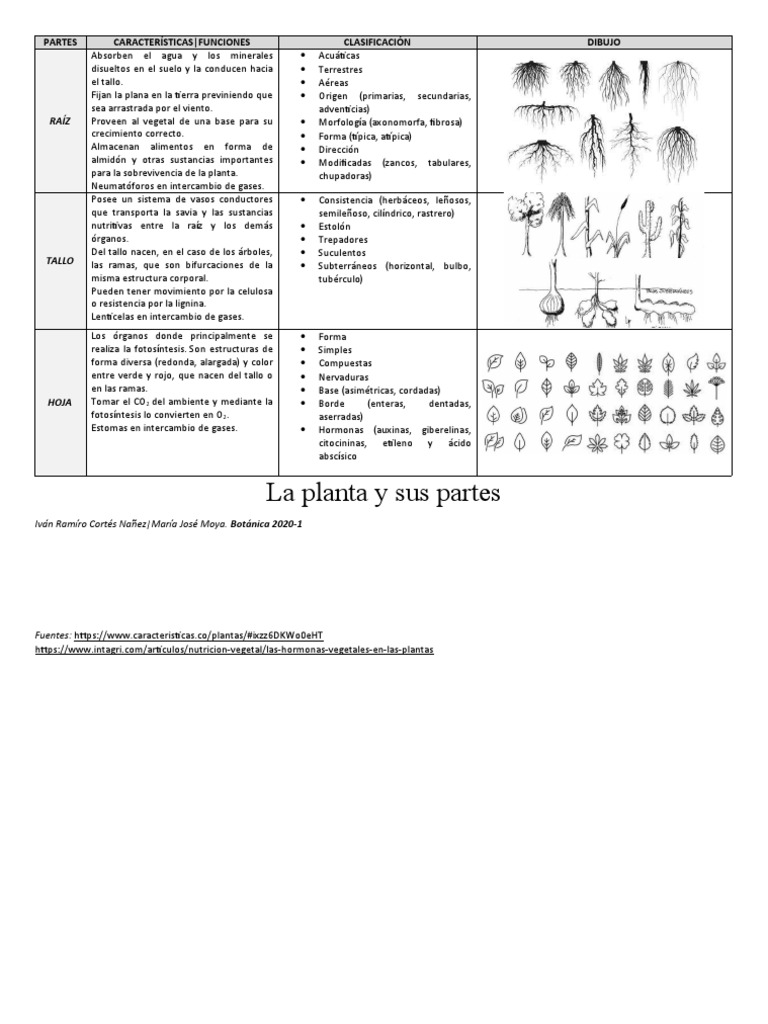 Partes y funciones de las plantas | PDF | Tallo de la planta | Raíz