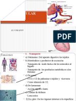 cardiovascular estructura, circulacion,flujo-estomato