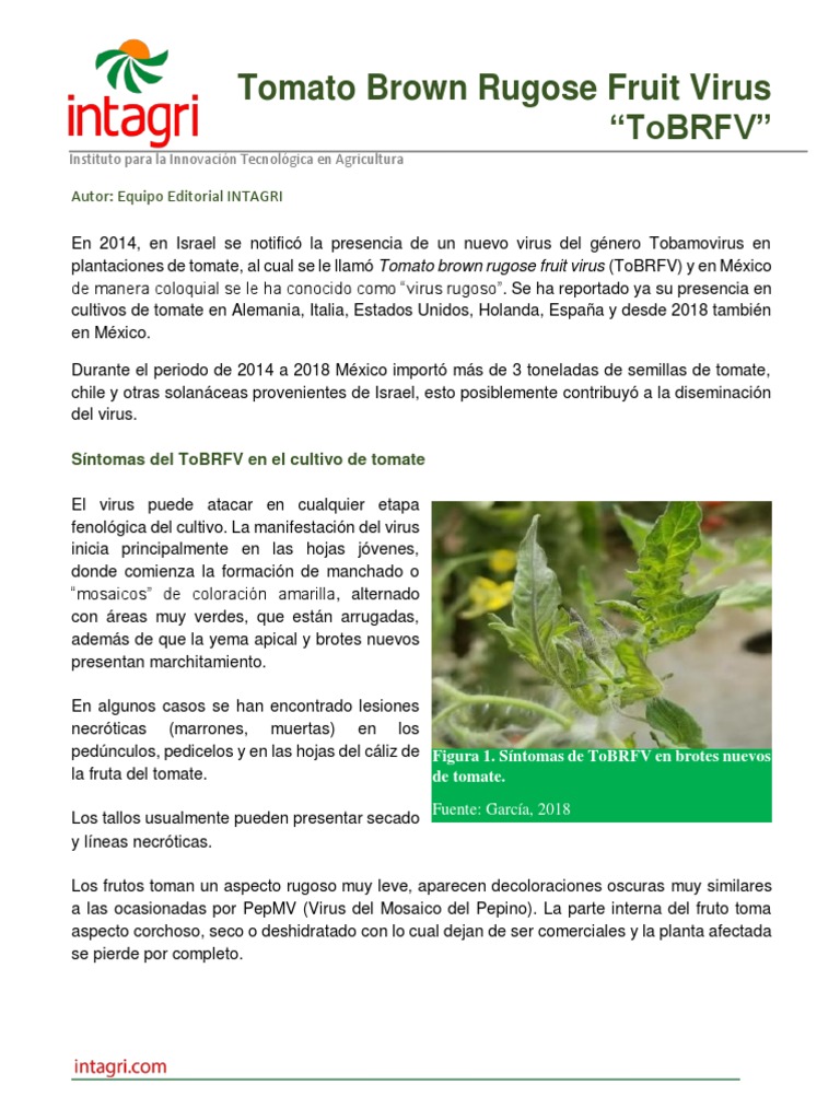 Virus Rugoso del Tomate: ToBRFV | PDF | Tomate | Virus