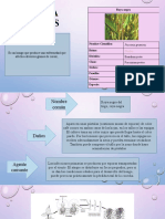 Puccinia Graminis