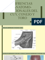 Difrencias Anatomo-Funcionales Del Cuy, Conejo y Toro