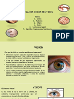 Organos de Los Sentidos - II - 2020 PDF