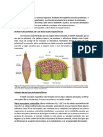 Sistema Muscular