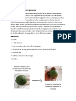 Informe Experimento Biologia