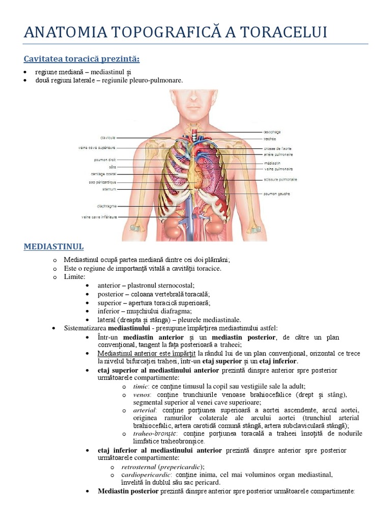 09-10 Anatomia Topografica A Toracelui | PDF