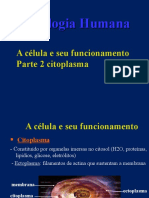 Célula e seu funcionamento: Citoplasma e organelas