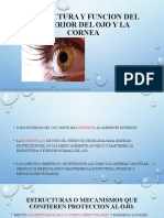 Estructura y Función Del Exterior Del Ojo y La Cornea