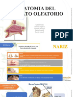 Anatomia Del Aparato Olfaforio Nuevas