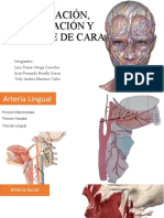 Irrigación cara anatomía