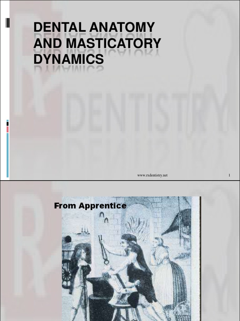 Dental Anatomy PDF Dentistry Branches Dental Anatomy