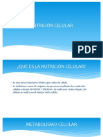 Nutrición celular: procesos vitales para la vida de las células