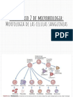 Morfología de Las Células Sanguíneas