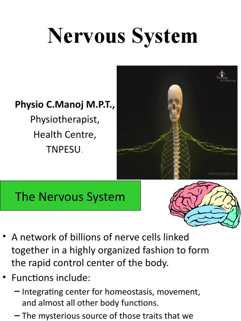 Overview of the Nervous System Functions | PDF | Motor Neuron | Nervous ...