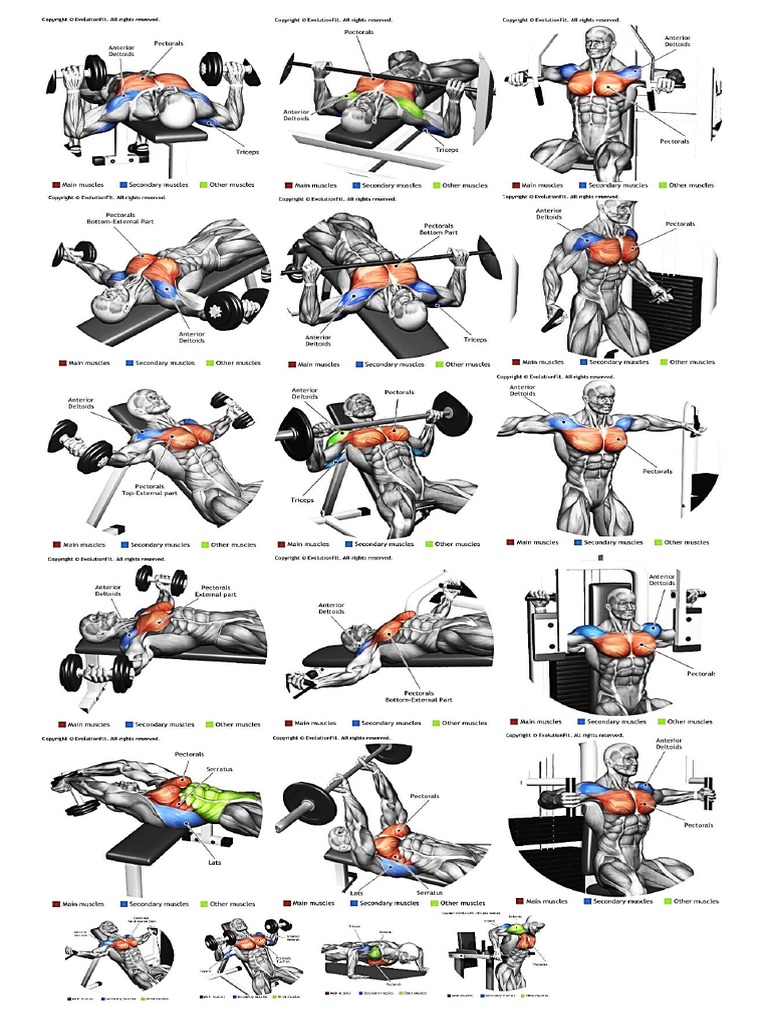 Chest Workout PDF