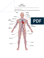 Anexo 3 Venas y Arterias