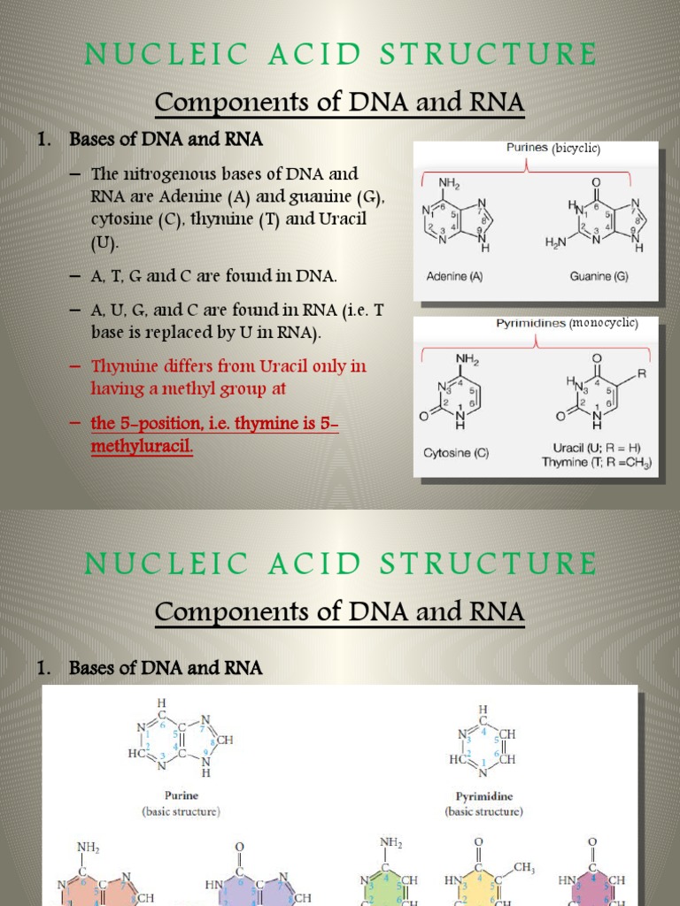 DNA and RNA Structure Basics | PDF | Nucleotides | Nucleic Acids