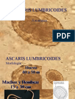 Ascaris Lumbricoides