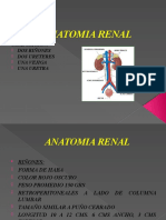 Anatomia Renal