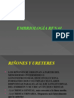 Embriología Renal