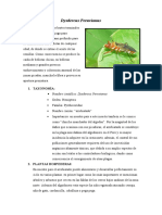 390025754-Dysdercus-Peruvianus-docx.docx