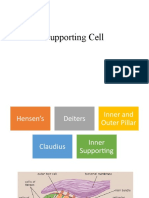 Supporting Cell