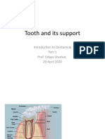 Tooth structure and support introduction
