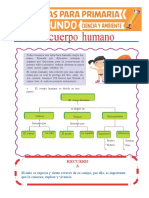 Cuerpo Humano para Segundo de Primaria