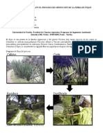 Balance de Materia en El Proceso de Obtención de La Fibra de Fique