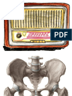 Estructura Osea de La Pelvis Julio 2020 PDF