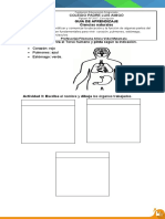 Guia de trabajo Organos vitales