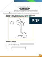 Guia de trabajo Estomago y pulmones