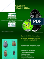 2 Gallina Ciega PDF