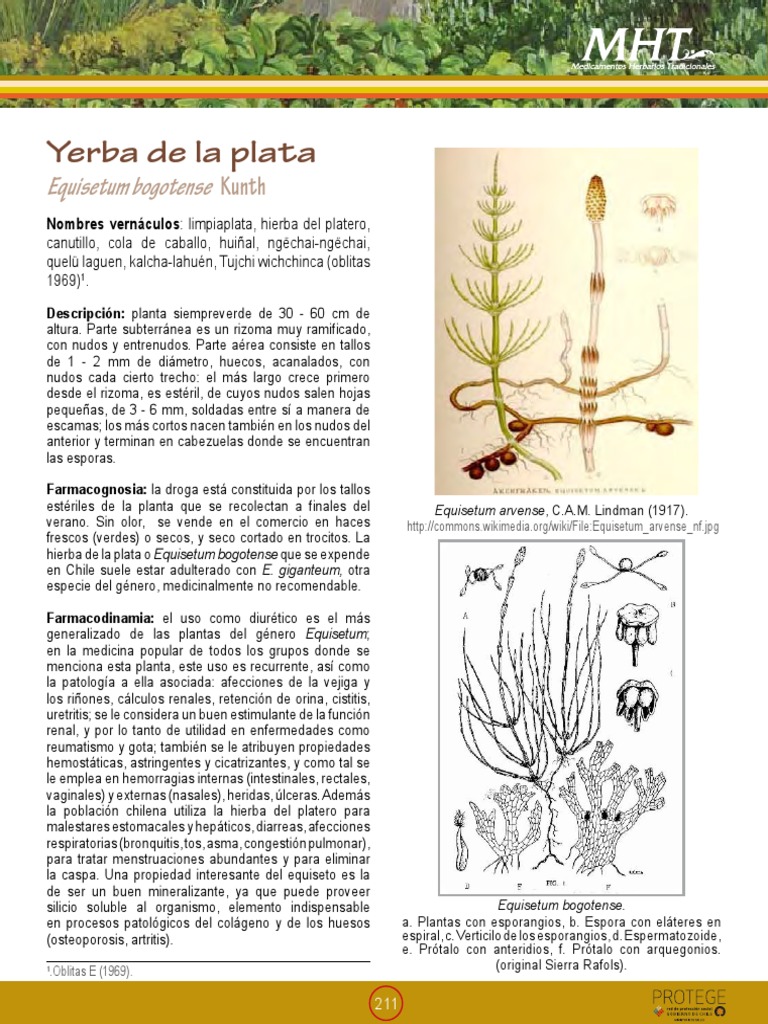 Yerba de la Plata/Limpia Plata