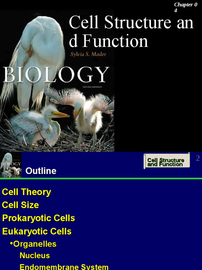 Cell Structure An D Function | PDF | Endoplasmic Reticulum | Microscope