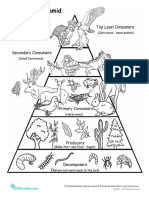 Food Chain Pyramid PDF