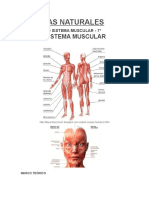 Laboratorio Musculos