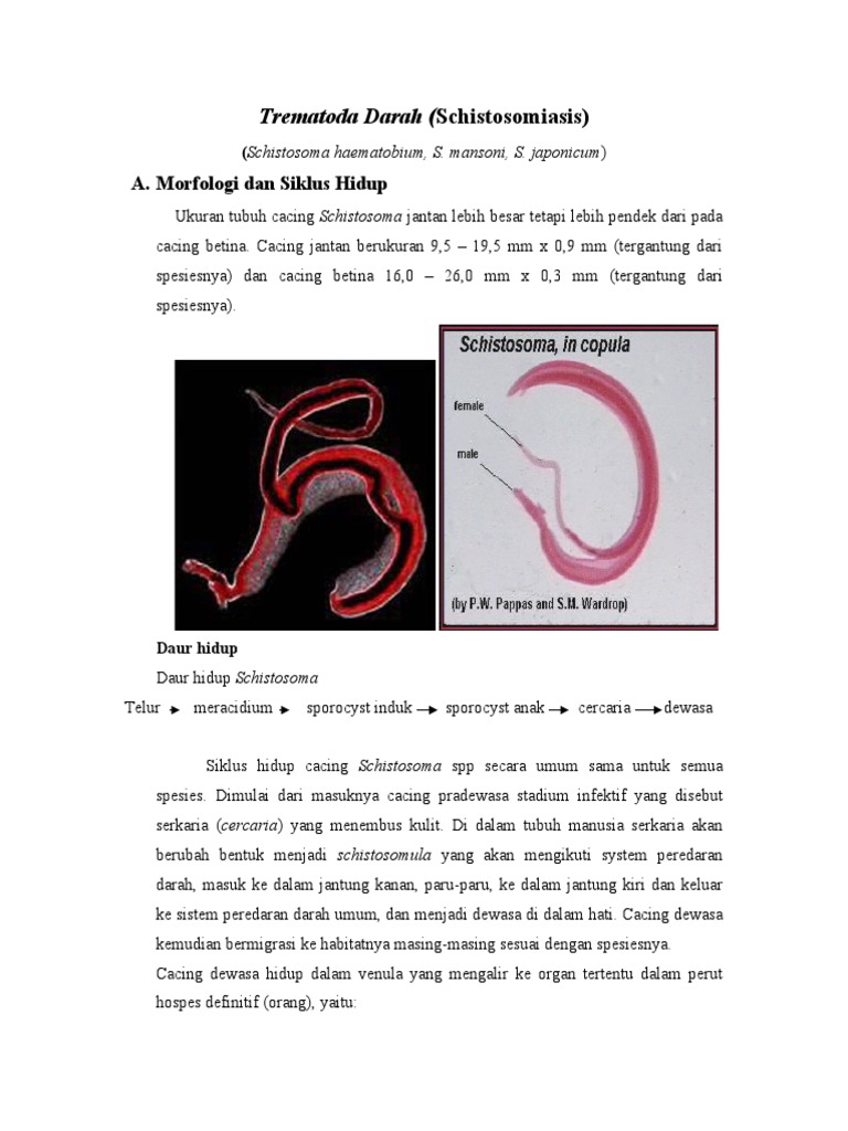 Trematoda Darah | PDF