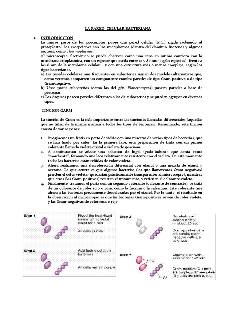 Pared Celular Bacteriana | PDF | Bicapa lipídica | Membrana celular