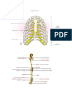 anatomia