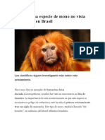 Aparece nuevo mono en brasil