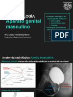 SESIÓN 09 - Aparato genital masculino.pdf