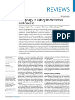 Autofagia en Homeostasis y Enfermedad Renal