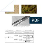 Planches Cyanobactéries PDF