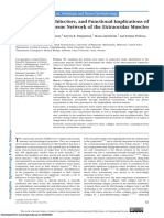 Composition, Architecture, and Functional Implications of the Connective Tissue Network of the Extraocular Muscles