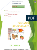 Organos Sensoriales
