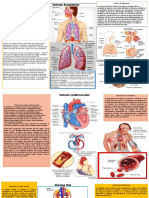 Sistema Respiratorio Infografia